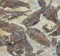 Fossil Fish (Gosiutichthys) Mortality Plate - Lake Gosiute #63968-1